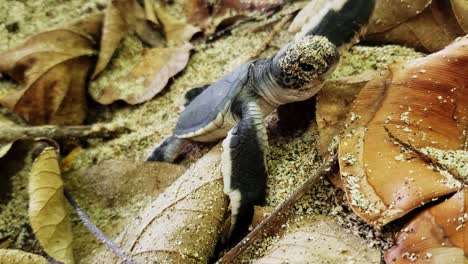 newly hatched baby green sea turtle crawling on the ground with dry leaves - close up