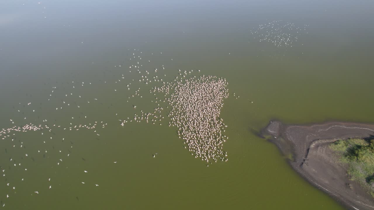tomada aérea de flamencos por un avión no tripulado