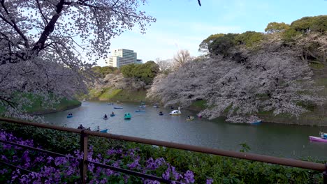 Paisaje-Tranquilo-Y-Relajante-En-El-Camino-Verde-Chidorigafuchi-Con-Muchos-Sakuras