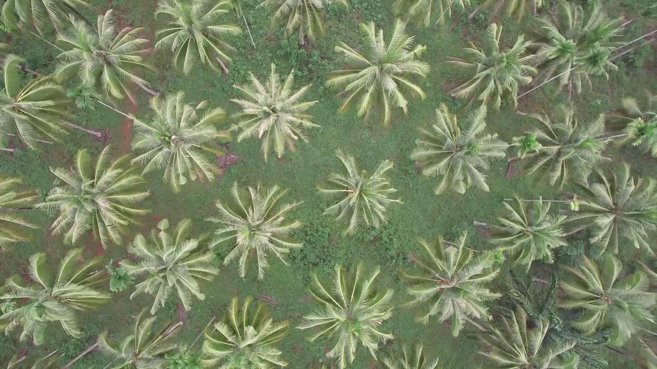 campo de coco tiro aéreo provincia de chumporn, tailandia