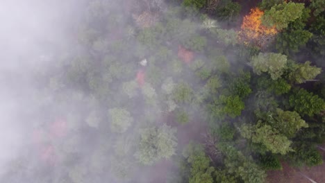 法國vosges的秋天晚期樹木和雲端的空中俯瞰