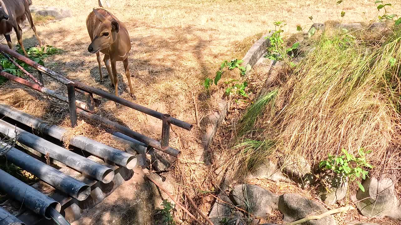 Nyala exploring surroundings at Chonburi zoo