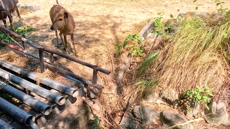 nyala exploring surroundings at chonburi zoo