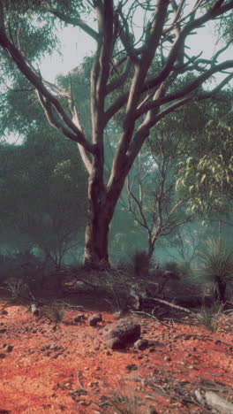 el tranquilo bosque de eucaliptos en australia