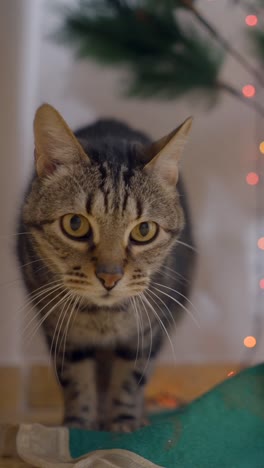 close-up of a tabby cat sitting indoors