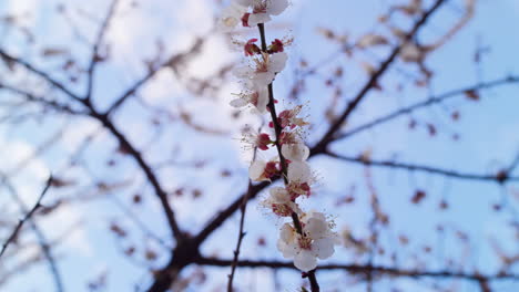 spring cherry branch spinning in spring orchard. white tree branch blooming