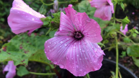 Flor-Rosa-Balanceándose-En-El-Viento