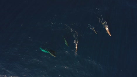 clip aéreo de una familia de ballenas de seis, nadando juntos en el océano azul oscuro en madeira