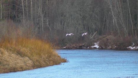 Zwei-Schwäne-Fliegen-über-Den-Fluss