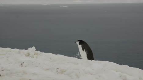 Tiro-De-Cardán-De-Seguimiento-De-Pingüino