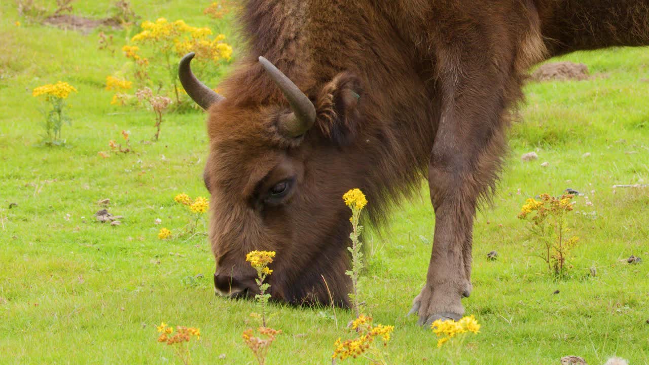 European bison eats grass among wildflowers in open grassland, natural daylight, steady camera