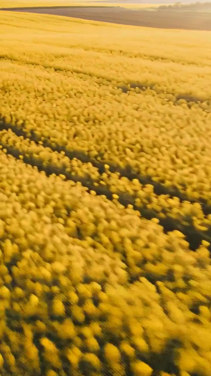 Video verticale: Drone in movimento che rivela campi coltivati gialli sotto il sole caldo, catturando l'ampiezza e i solchi.