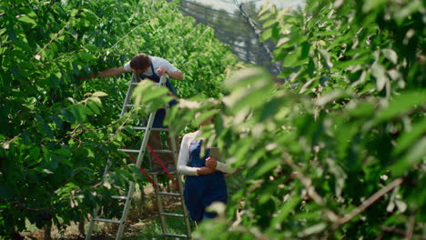 Two-farmers-working-in-big-green-farm-inspecting-quality-of-fruit-trees-tablet
