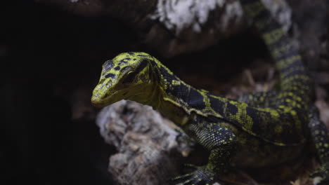 curious varanus cumingi lizard