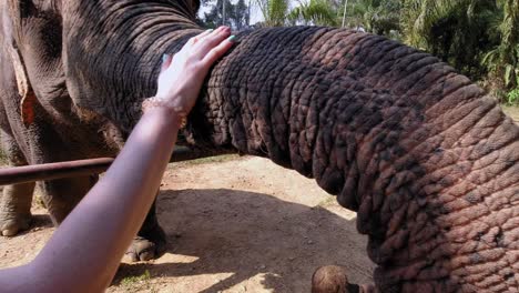 elephant interacting with tourists at the khao sok national park in thailand - close up