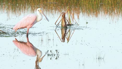 roseate-spoonbill-in-morning-light-on-calm-still-water-with-mirrored-reflection