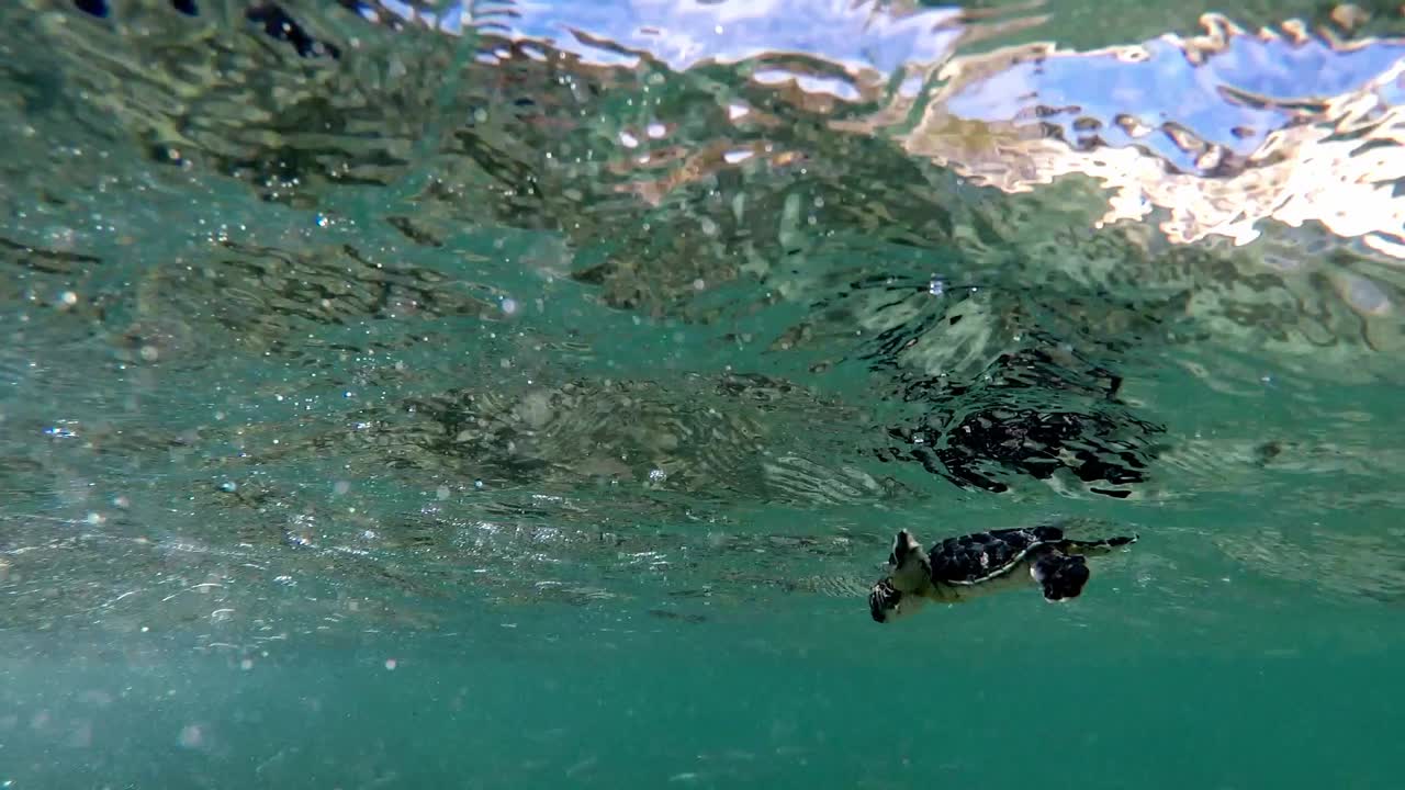 Baby Sea Turtle Swimming Underwater