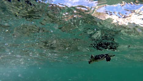 baby sea turtle swimming underwater