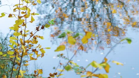 colorful leaves near the river in sunny autumn day