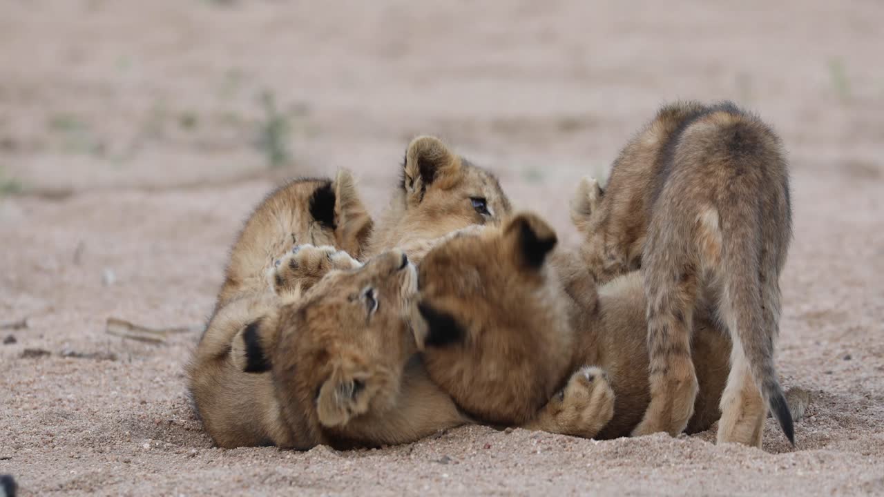 brede opname van schattige leeuwenwelpen die spelen en rollen in het zand, grotere kruger