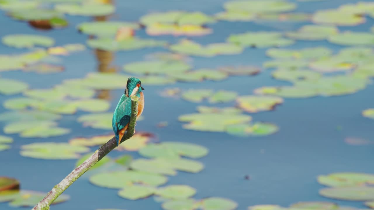 замедленный вид рыбака-короля в фризеленде, нидерланды, расположенного над прудом с лилиями на заднем плане, взгляды и голова боба