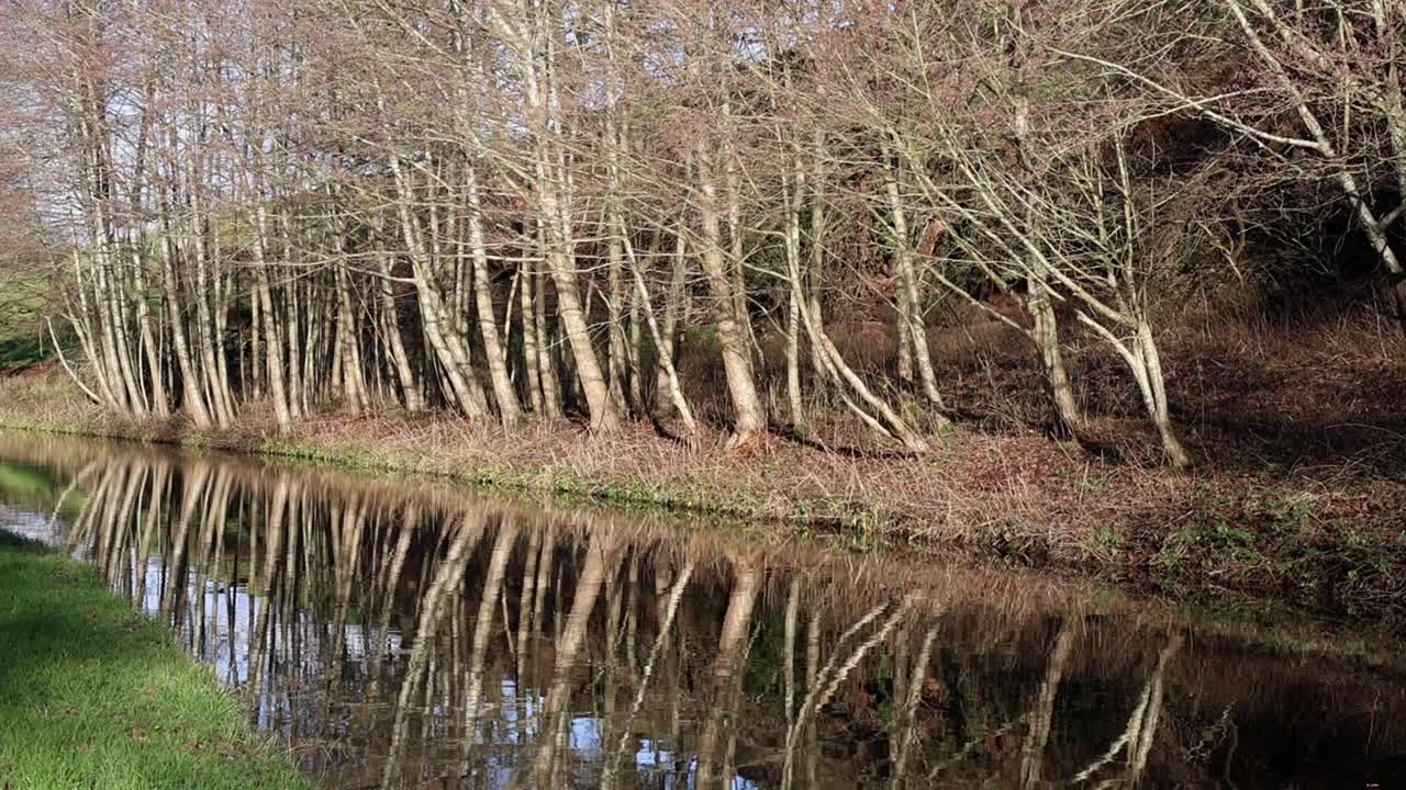 En rad med nakne trær som speiler seg i en kanal tidlig om vinteren. Staffordshire og Worcestershire Canal. Vinter. Storbritannia