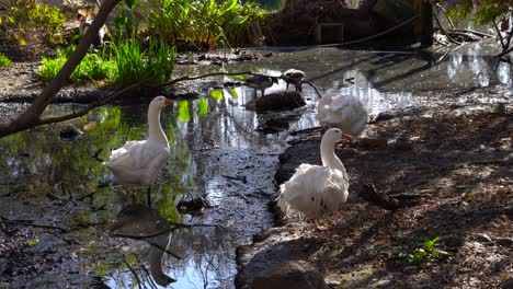 Gänse-Und-Enten-Stehen-In-Der-Nähe-Eines-Teiches-In-Einem-Künstlichen-Gehege