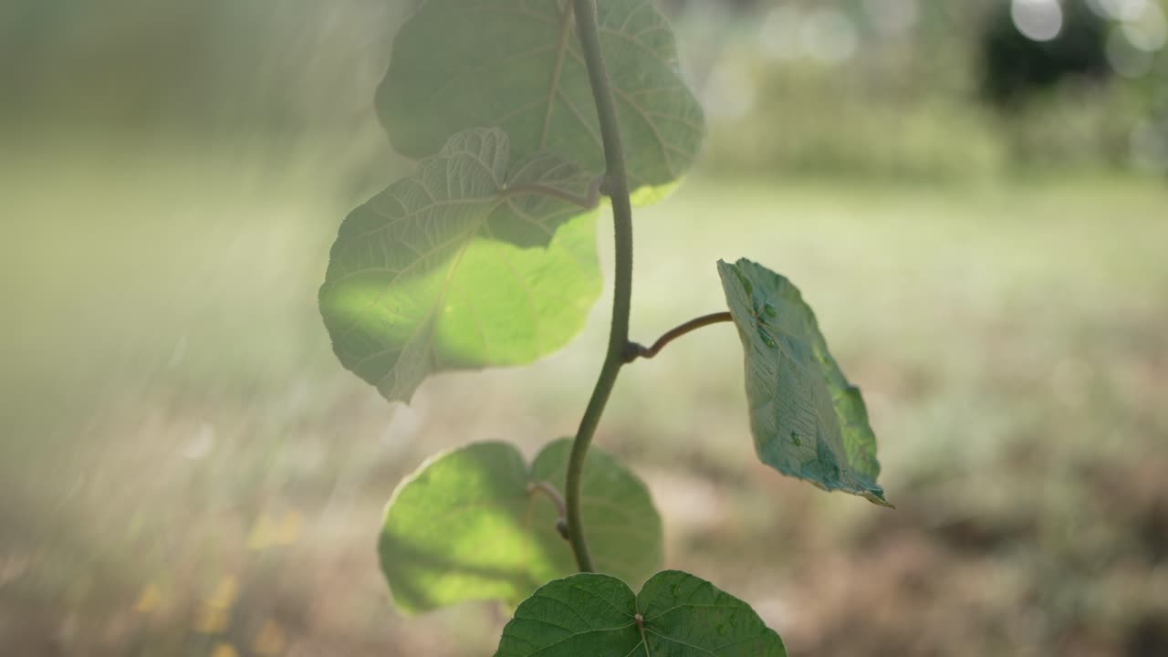 Close up of leaf with sunlight filtering through softly
