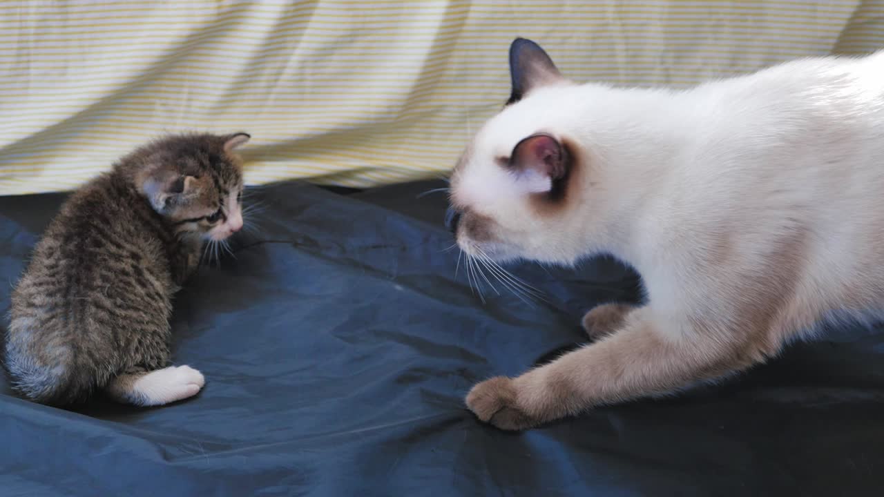 Cat is threatening kitten.