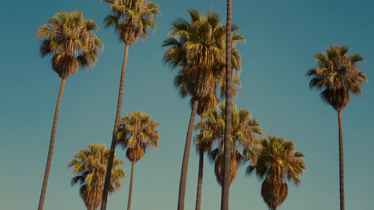 Palm trees against a blue sky