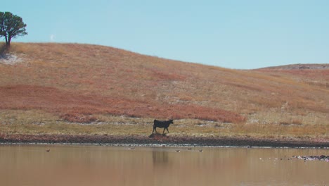 Paisaje-De-Vaca-Alejándose-Del-Embalse,-Hermoso-Rancho-Ganadero