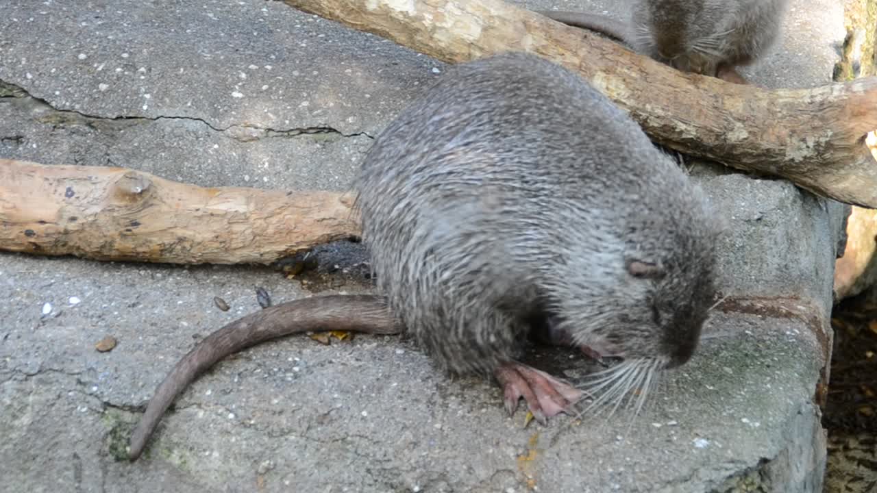 Nutria