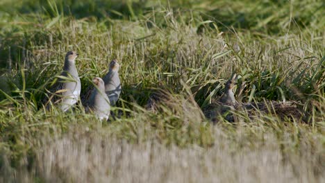 Perfect-closeup-of-gray-partridge-bird-walking-on-road-and-grass-meadow-feeding-and-hiding