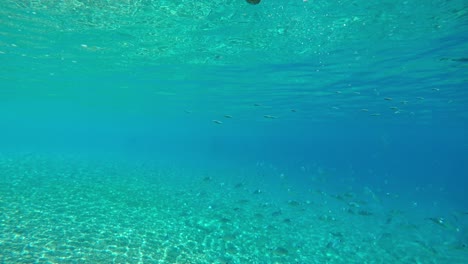 Schule-Von-Gesattelten-Goldbrasse-Tropenfischen,-Die-In-Den-Untiefen-Des-Mittelmeers-Schwimmen