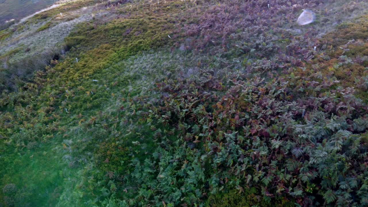 toma lenta y giratoria a la derecha de un exuberante valle verde cubierto de helechos con muchos destellos de lente púrpura al principio