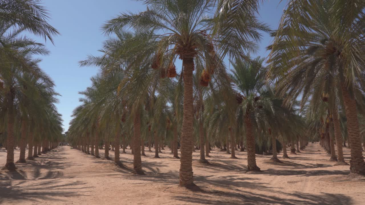 date palm plantation in an oasis