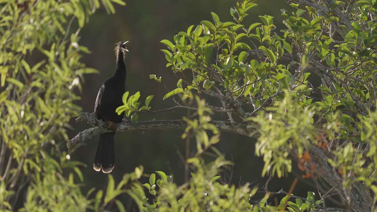 Anhinga Opening Mouth while Perched on Pond Apple Tree Branch