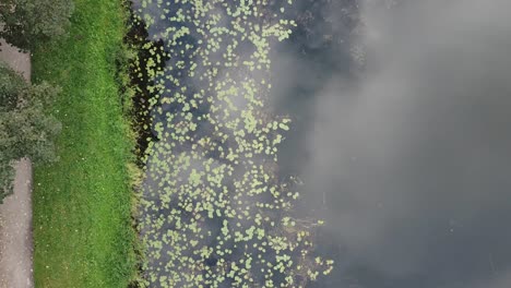 top down drone shot of lake on a cloudy day with grass on left, water lillies in the middle and lake on the right