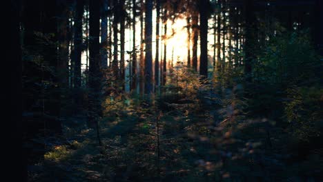 Hermoso-Bosque-Verde-Virgen-Lleno-De-árboles-Bajo-La-Luz-Del-Sol,-República-Checa