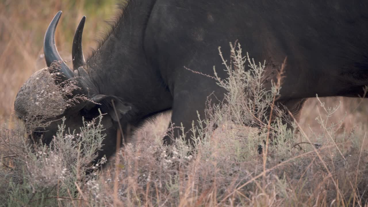 toro de búfalo africano con grandes cuernos pastando en la sabana, de cerca