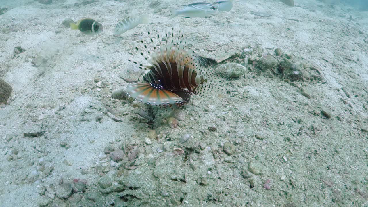 Pesce leone africano nuota lentamente sopra il fondale sabbioso con una postura difensiva.