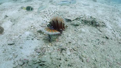 African-Lionfish-Swims-Slowly-Over-Sandy-Bottom-with-Defensive-Posture