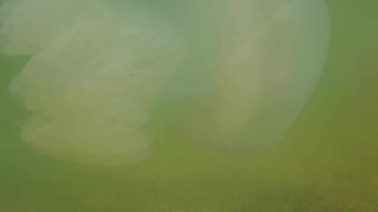 Meduse sott'acqua in mare. Specie di medusa Rhizostoma pulmo