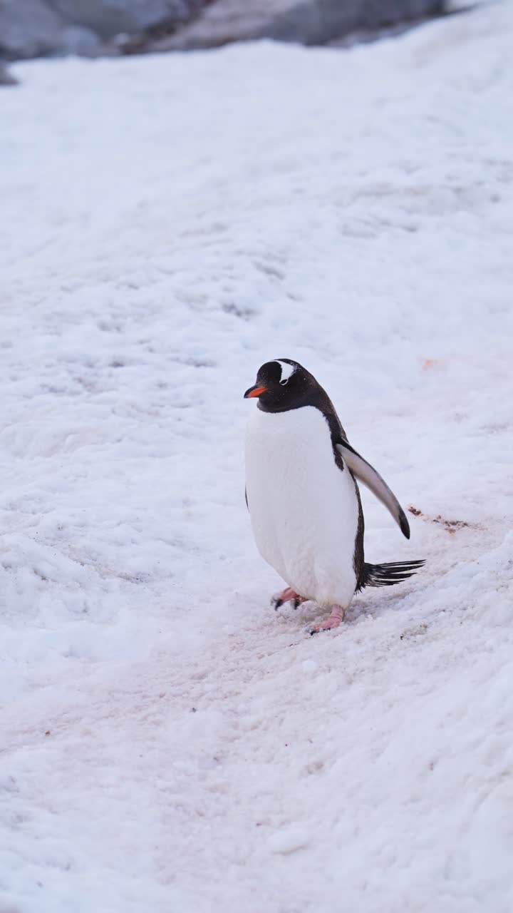 pingüinos en cámara lenta caminando en la nieve en la antártida, pingüinos gentoo vida silvestre y animales en el frío hielo nevado del invierno en la península antártica, video vertical para redes sociales, instagram reels y tiktok