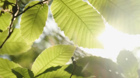 Los-Rayos-Del-Sol-Se-Rompen-A-Través-De-Exuberantes-Hojas-Verdes,-Follaje-Escénico-A-La-Luz-Del-Sol,-Cierran