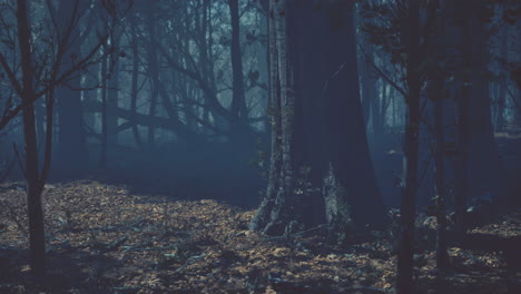 misty autumn forest with morning fog