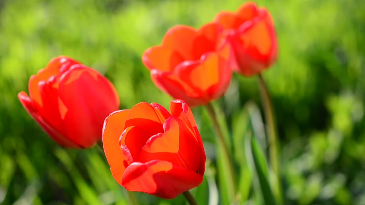 Tulppaanit keväällä
