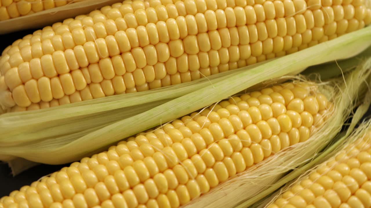 mazorcas de maíz dulce crudas y medio peladas que giran