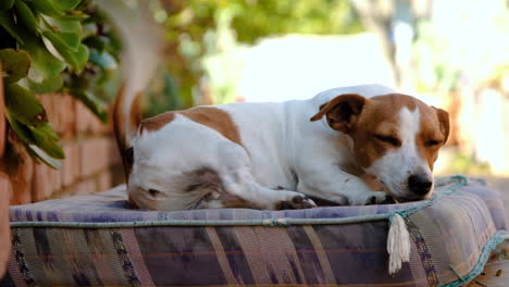 jack russell with cute facial expression lies on cushion, wags tail vigorously