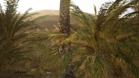 palm trees in the desert